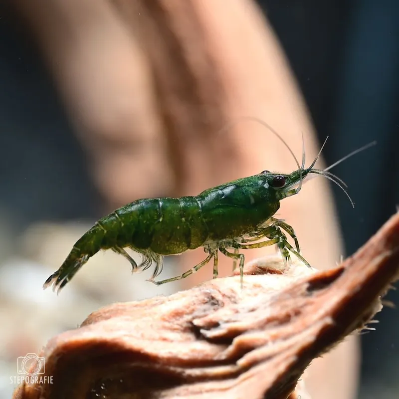 Sonderangebot Green Jade Garnele (Neocaridina davidi)
